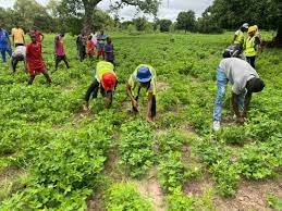 A KOLDA, DES ÉTUDIANTS S’INVESTISSENT DANS L’AGRICULTURE POUR FINANCER LEURS ÉTUDES